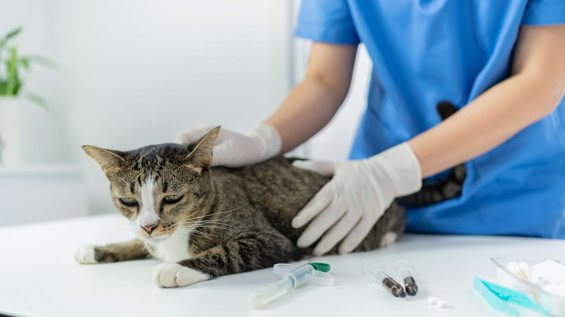 gato en el veterinario